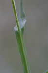 Shortleaf sneezeweed